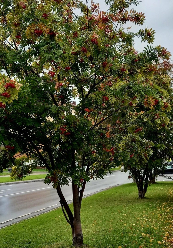 Дерево рябина осенью