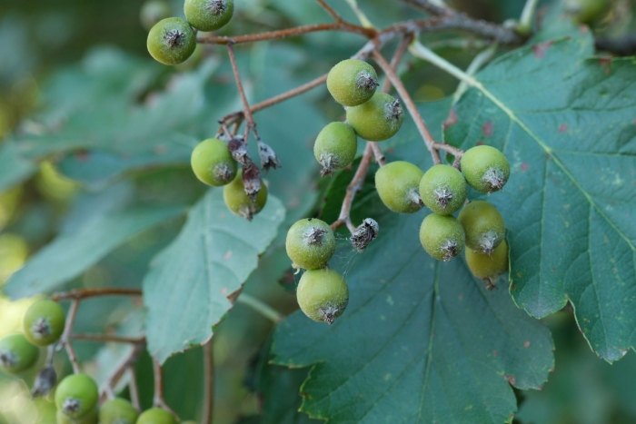 Sorbus mougeotii