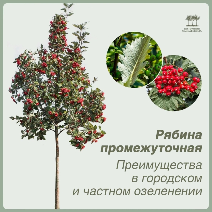 Рябина шведская промежуточная