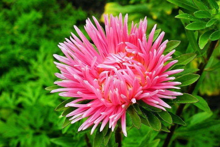 Астра коготковая камео