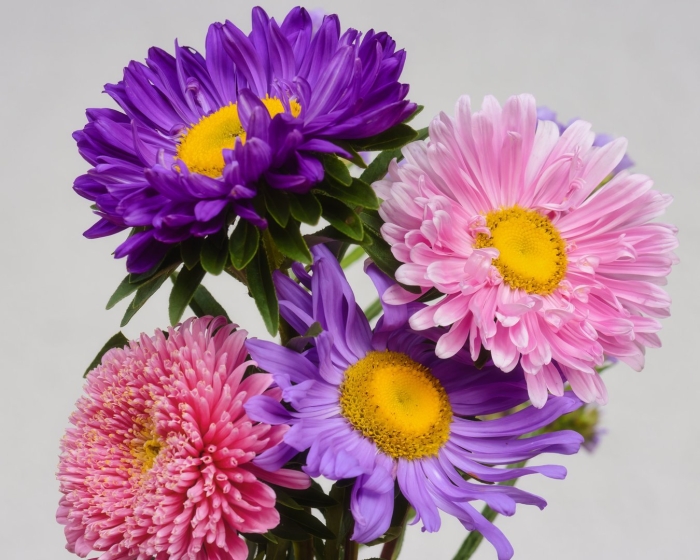 Цветы астры букет