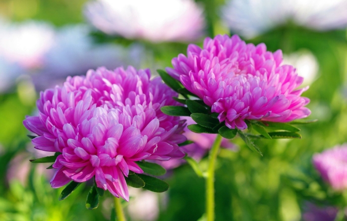 Цветок астра