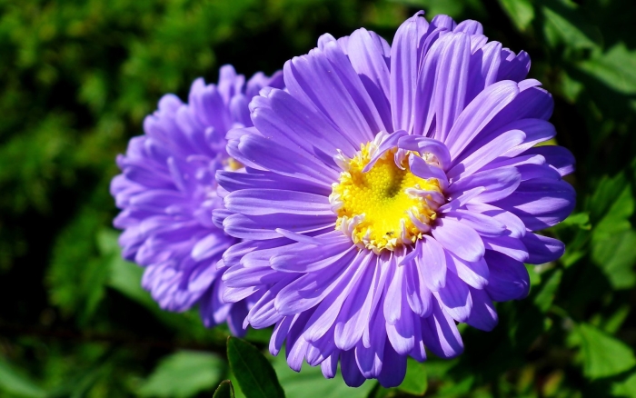 Астра махровая многолетняя