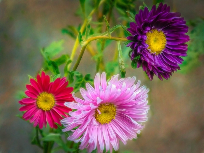 Астра однолетник