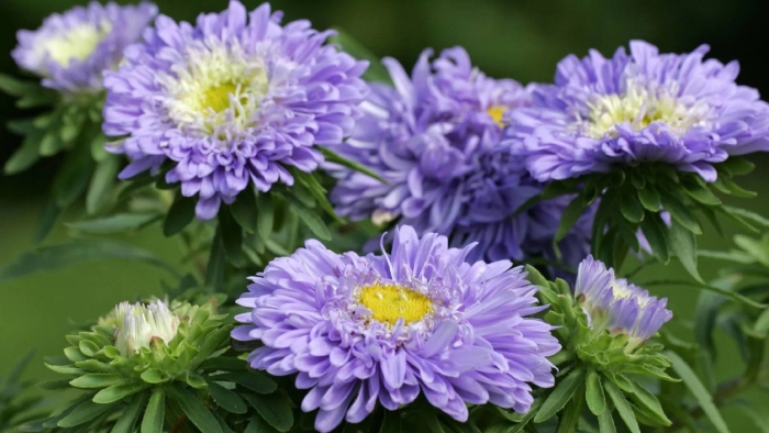 Цветок похожий на астру но не астра