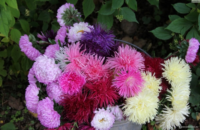 Астра однолетняя восхитительная смесь