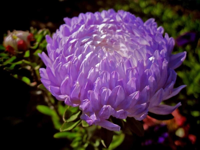 Астра фламир