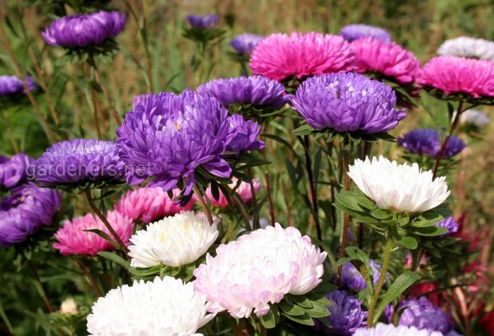 Астра однолетняя (каллистефус)