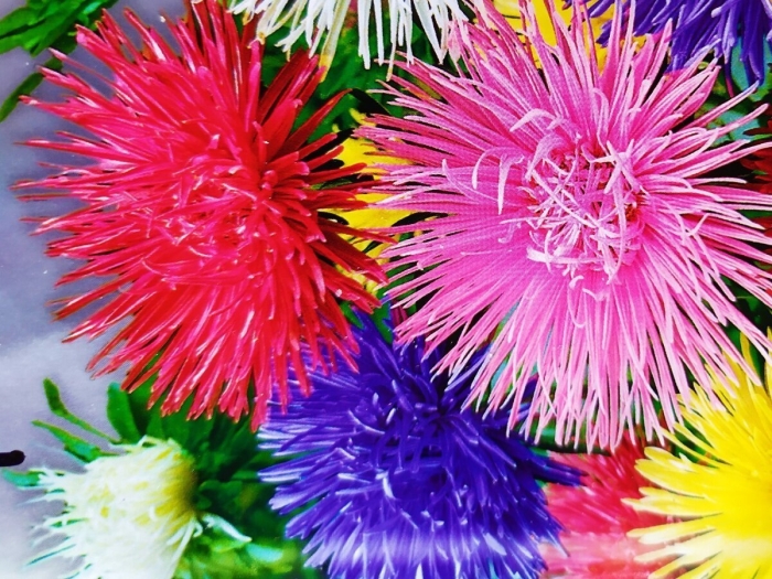 Астра игольчатая