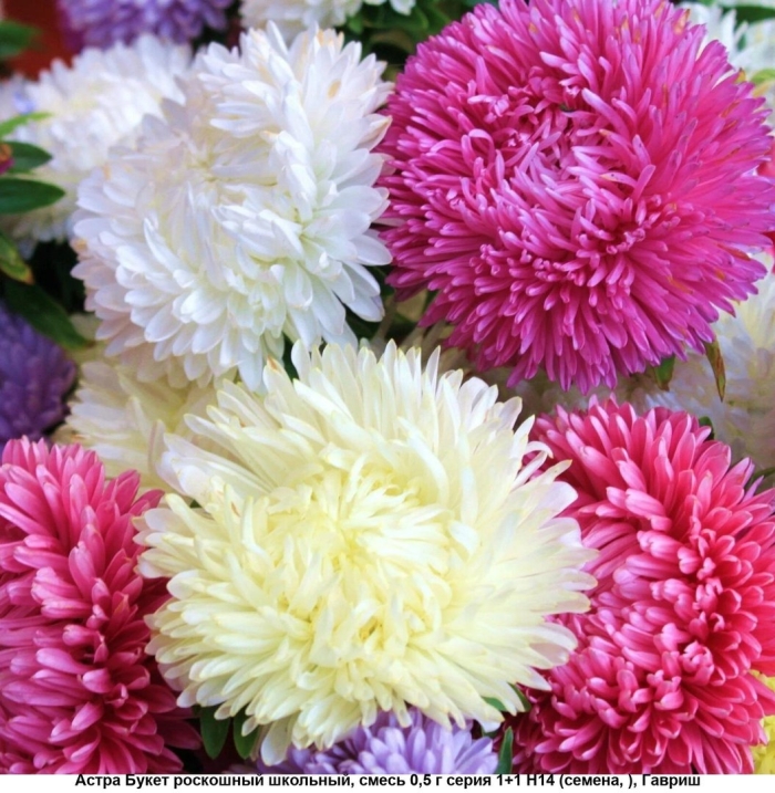 Астра фламир смесь