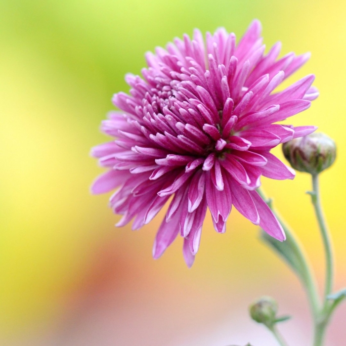 Цветок хризантемы