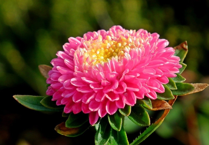 Астра цветок