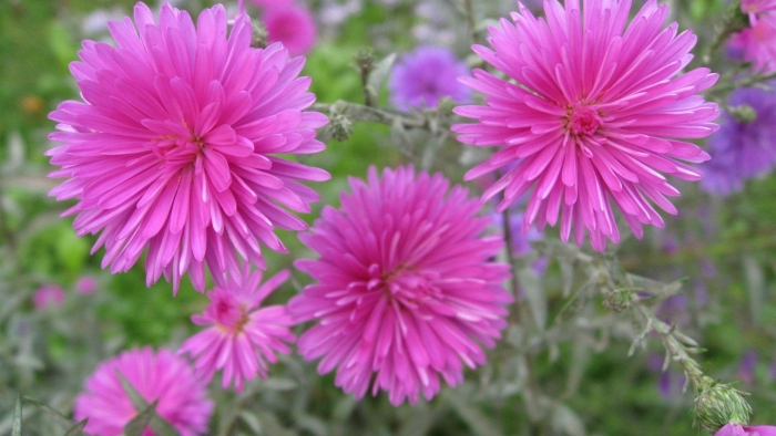 Розовая астра