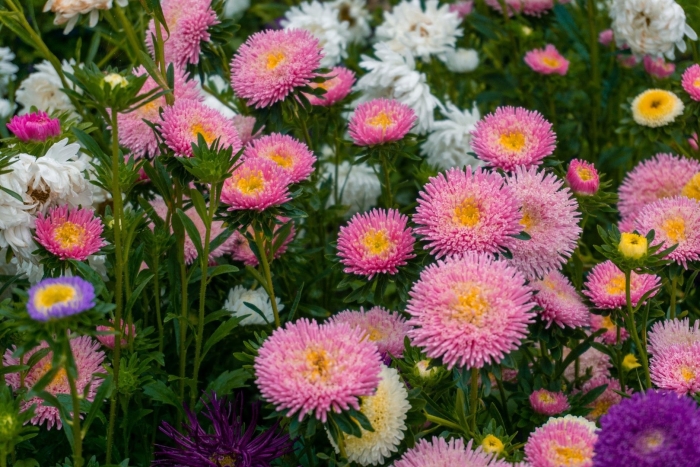 Астра каллистефус китайский