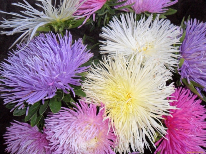 Астра игольчатая уникум