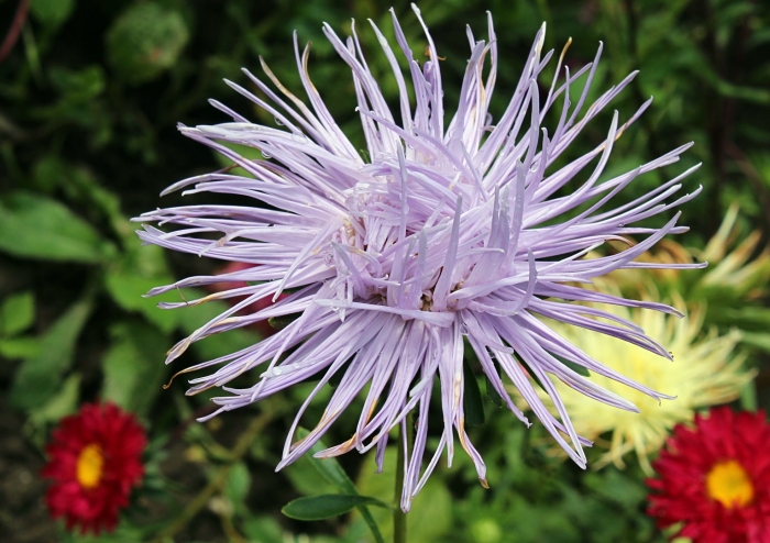 Астра игольчатая голубая