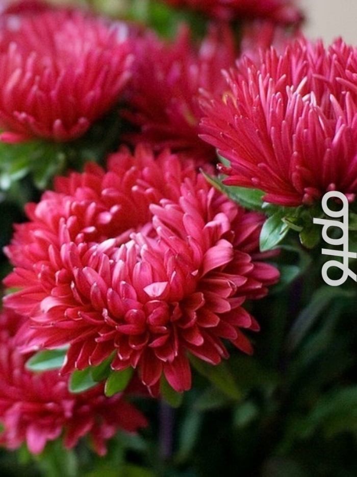 Астра красная