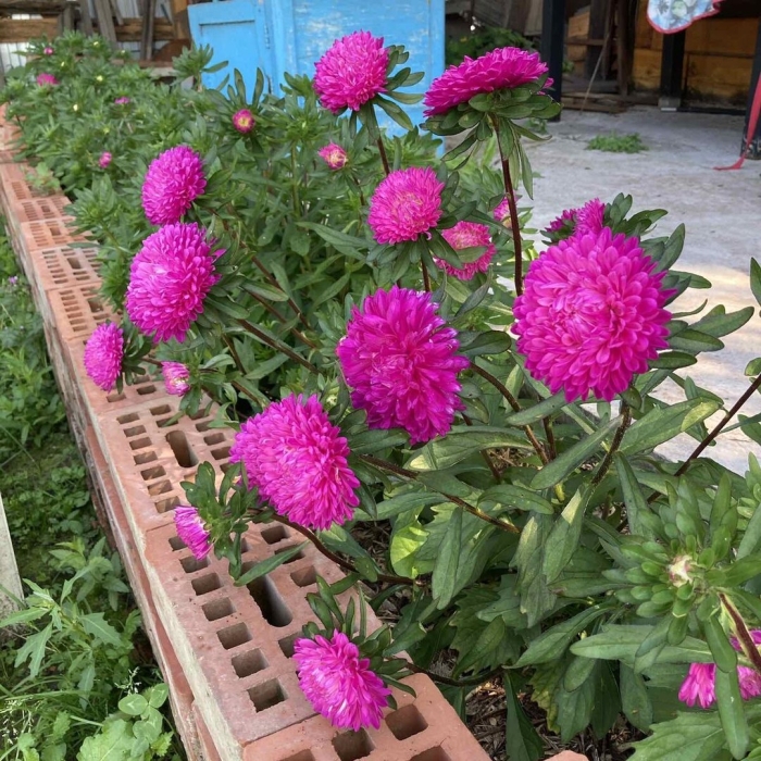 Астра однолетняя