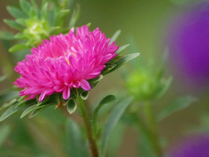 Астры красивые