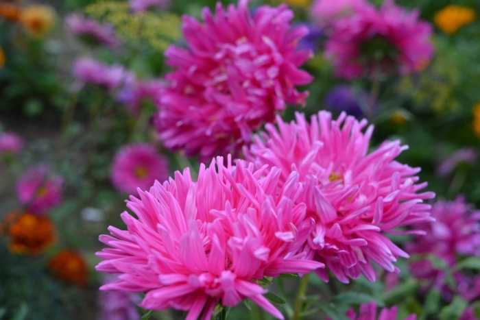 Хризантема китайская астра