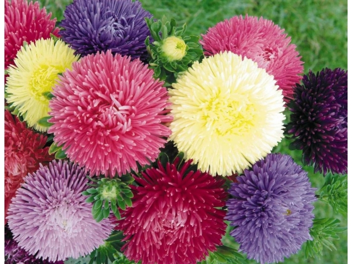 Астра махровая