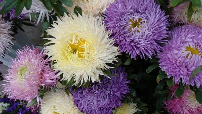 Астра версаль пионовидная