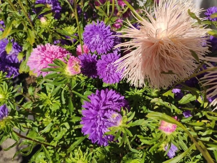 Астра королева рынка