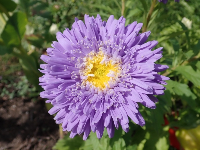 Callistephus chinensis