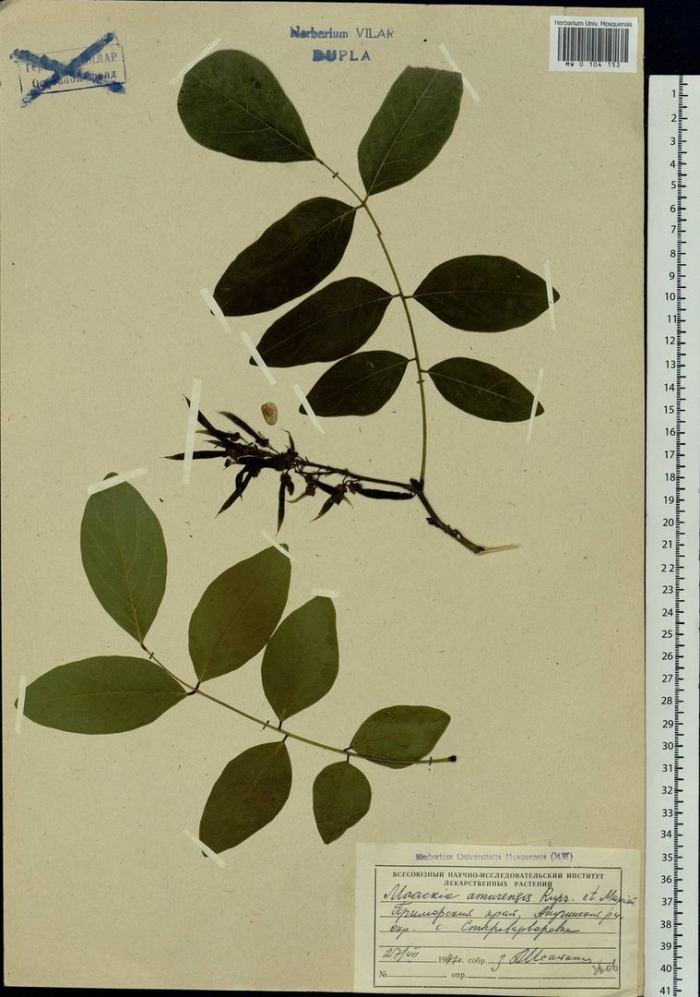 Маакия амурская maackia amurensis