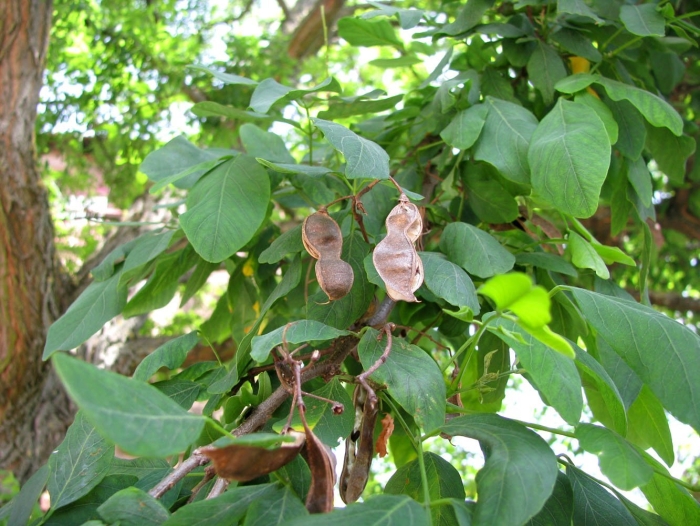 Робиния псевдоакация плоды