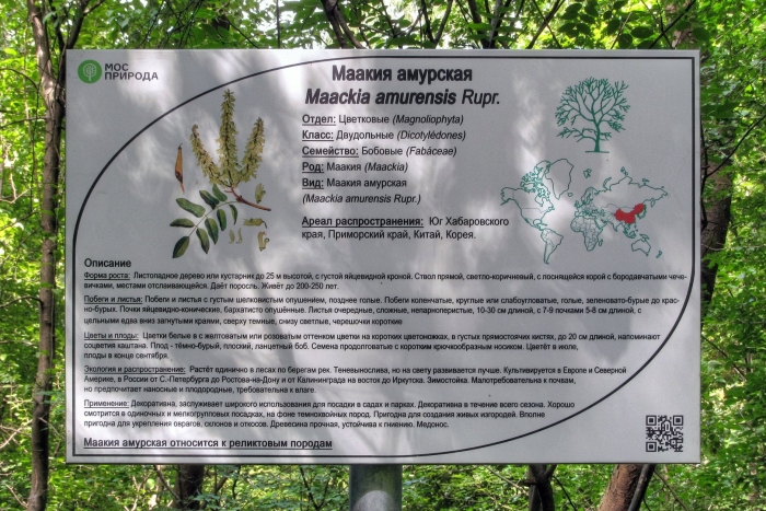 Маакия амурская бирюлевский дендропарк