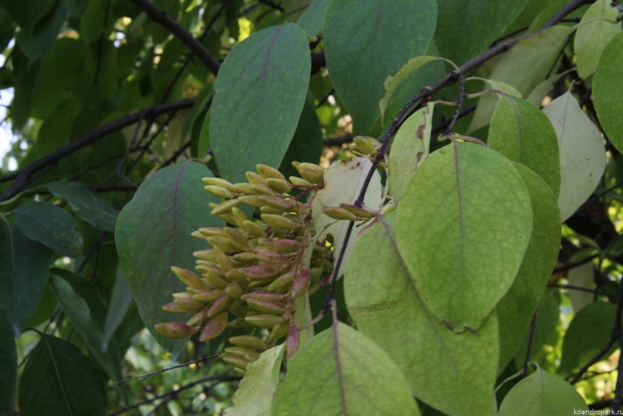 Сирень амурская плоды