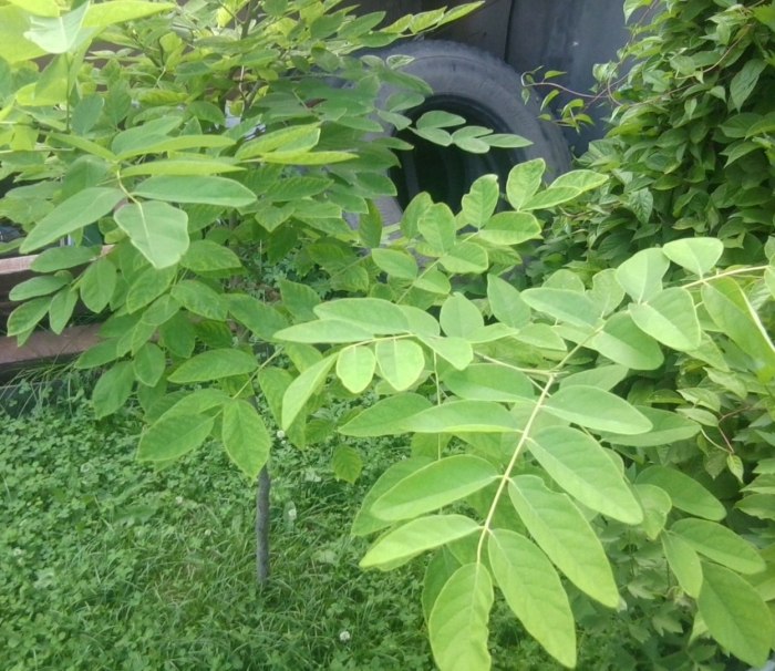 Орех маньчжурский juglans mandshurica