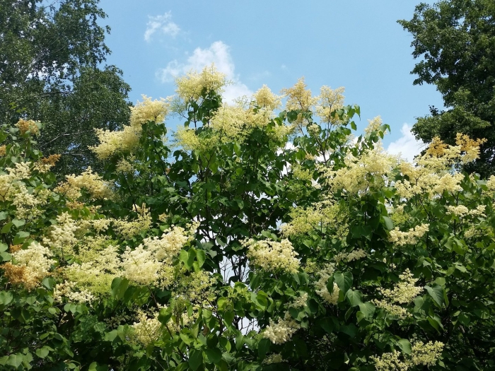 Сирень амурская трескун дерево