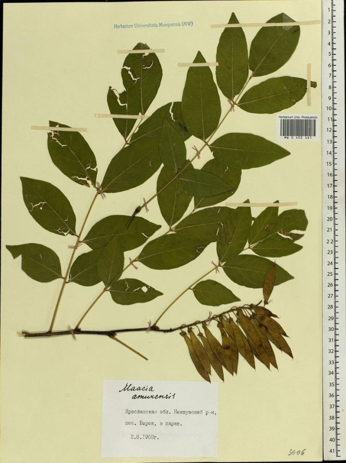 Ясень маньчжурский fraxinus mandshurica