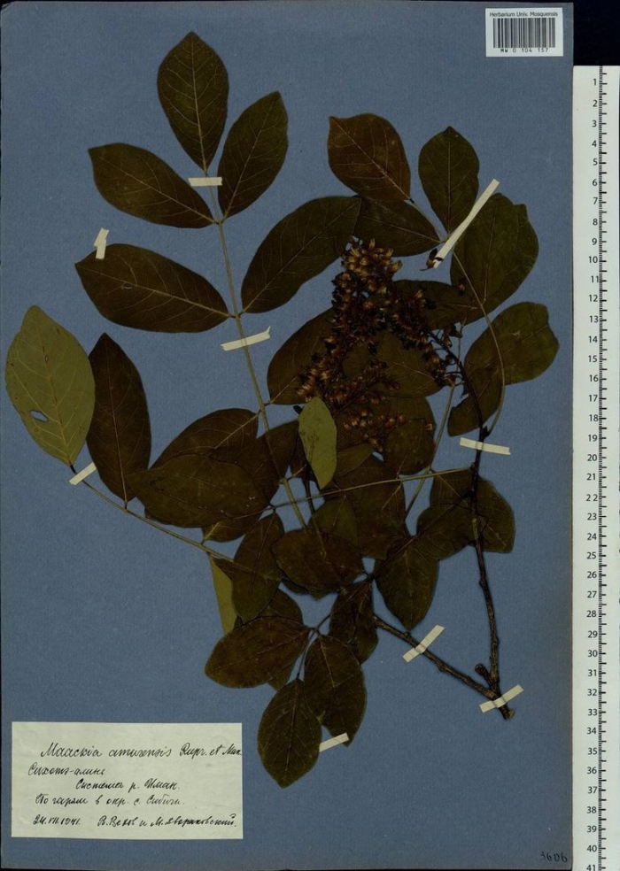 Бузина черная гербарий