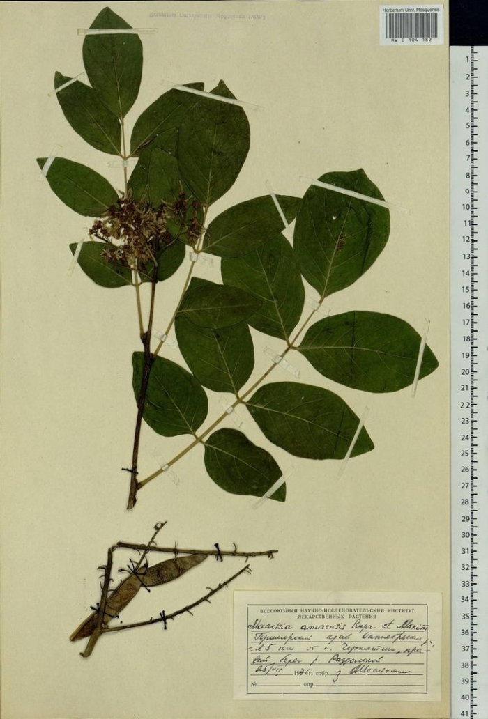 Phellodendron amurense