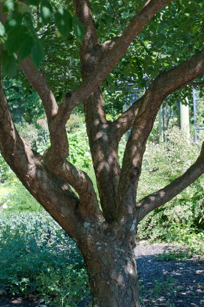Stewartia monadelpha