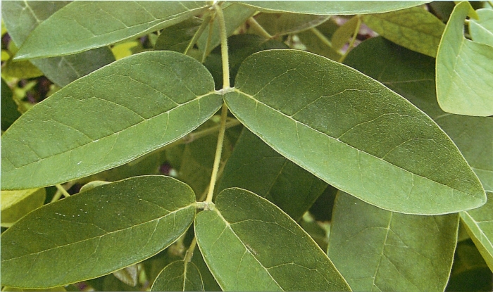 Sophora japonica pendula