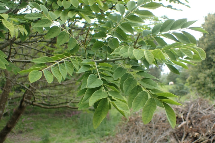 Moringa oleifera