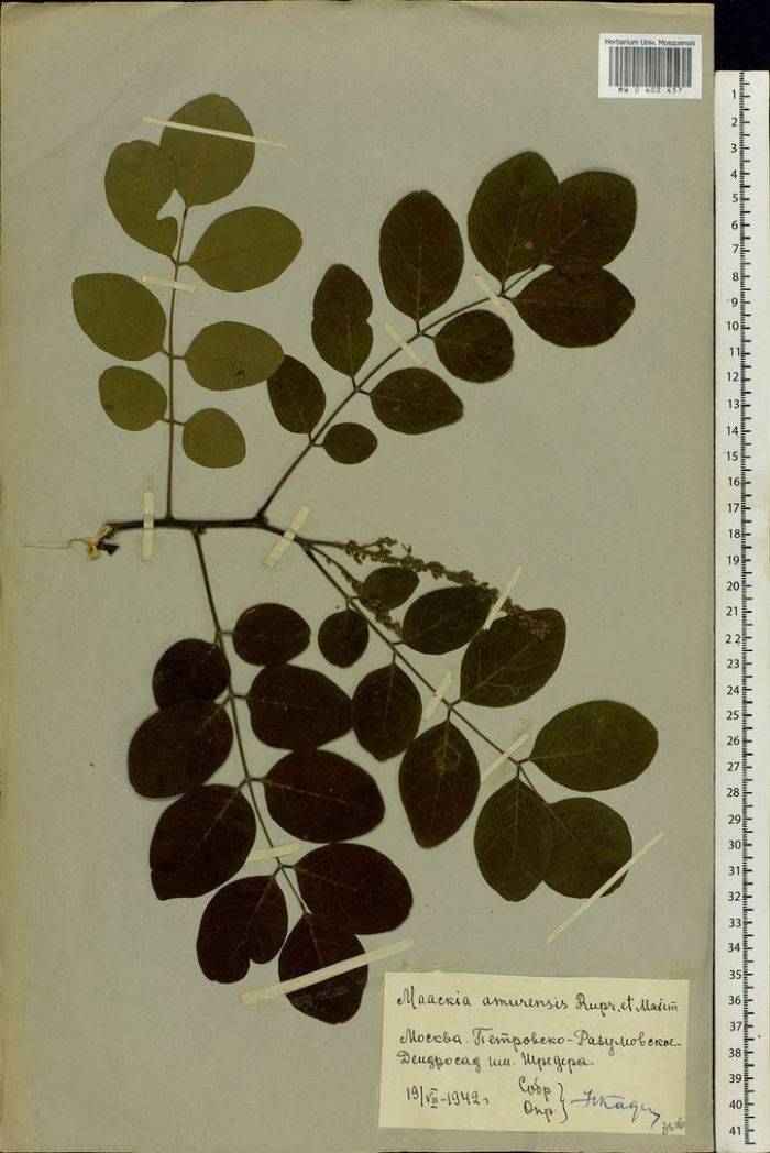 Солодка уральская (glycyrrhiza uralensis fisch.) гербарий