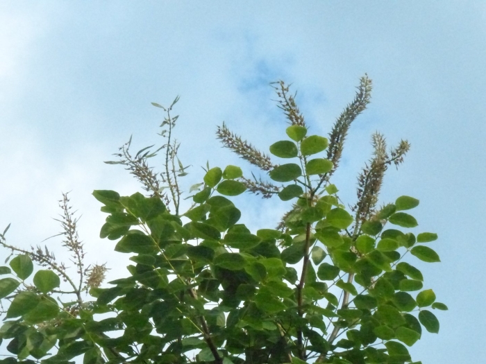 Акация маака