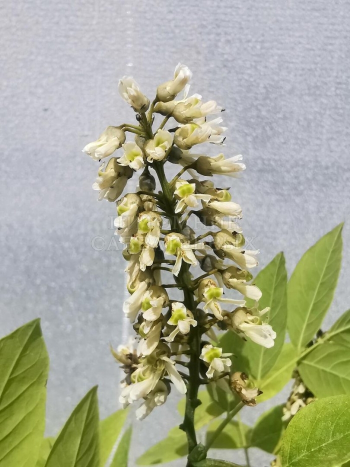 Маакия амурская зимостойкость