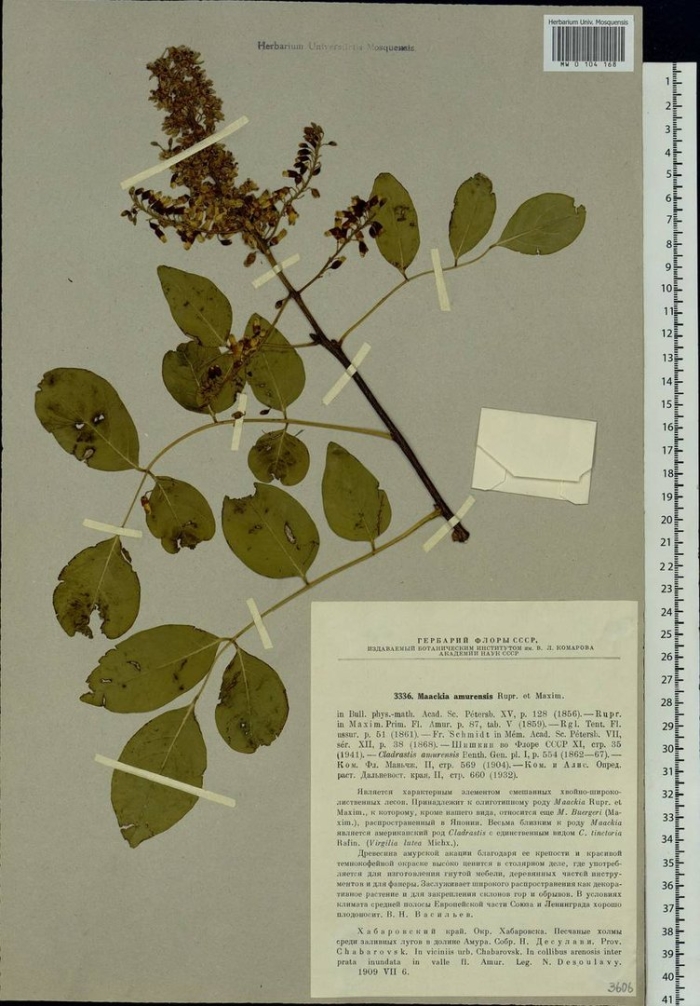 Черемуха обыкновенная гербарий