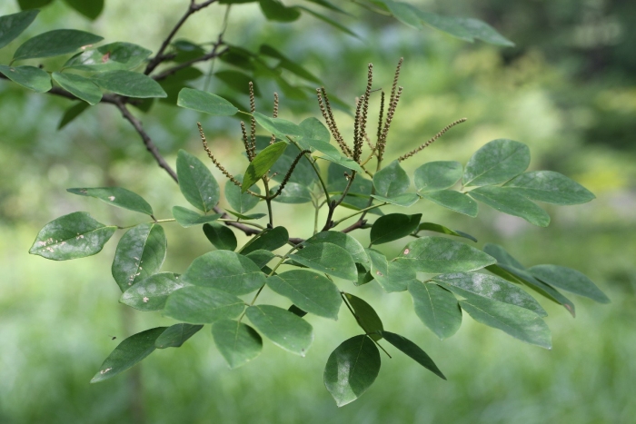 Акация маака