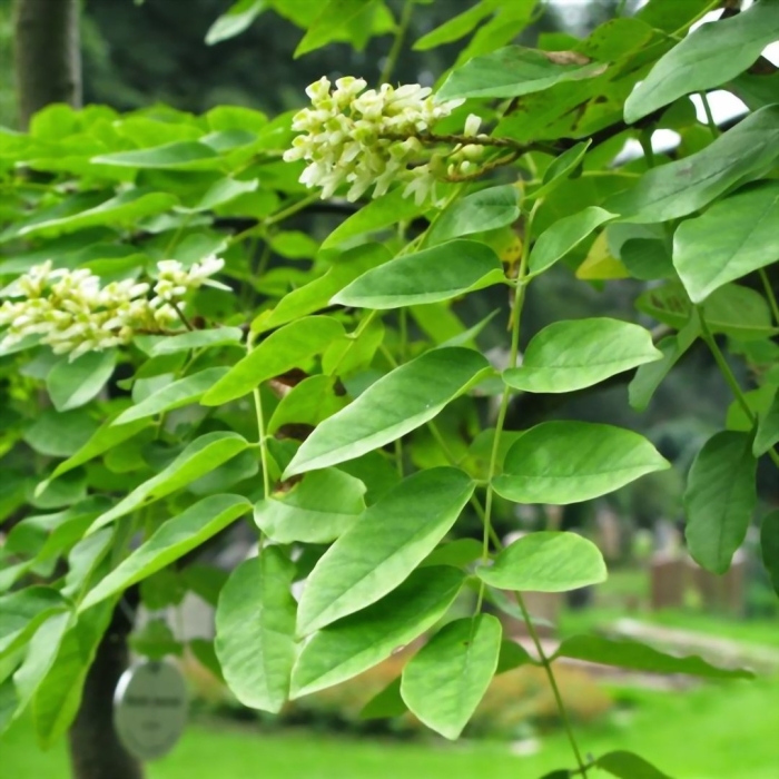 Акация маака