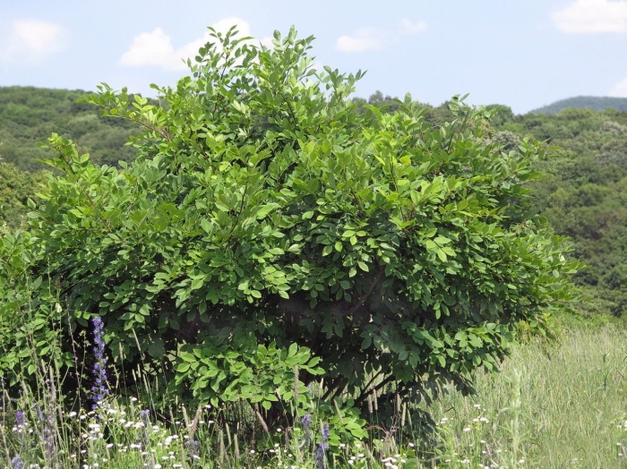 Орех маньчжурский juglans mandshurica
