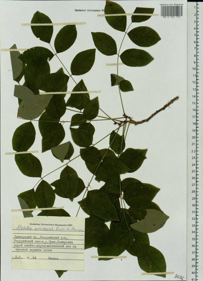 Маакия амурская листья