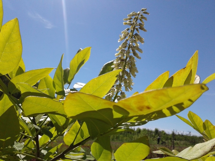 Маакия амурская maackia amurensis