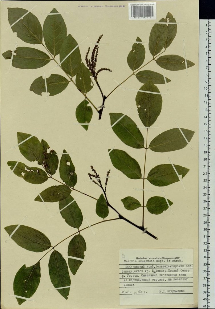 Маакия амурская maackia amurensis